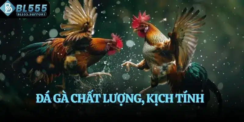Đá gà chất lượng, kịch tính