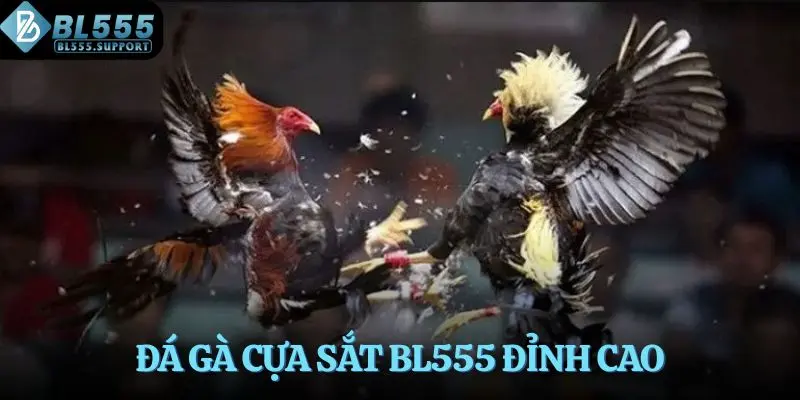 Đá gà cựa sắt BL555 đỉnh cao