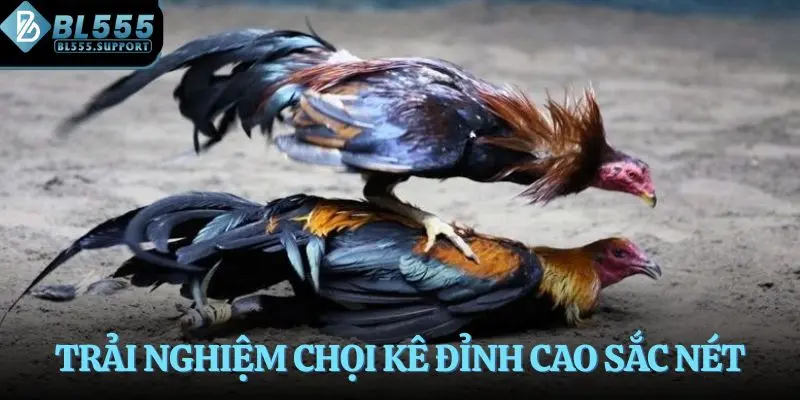 Trải nghiệm chọi kê đỉnh cao sắc nét